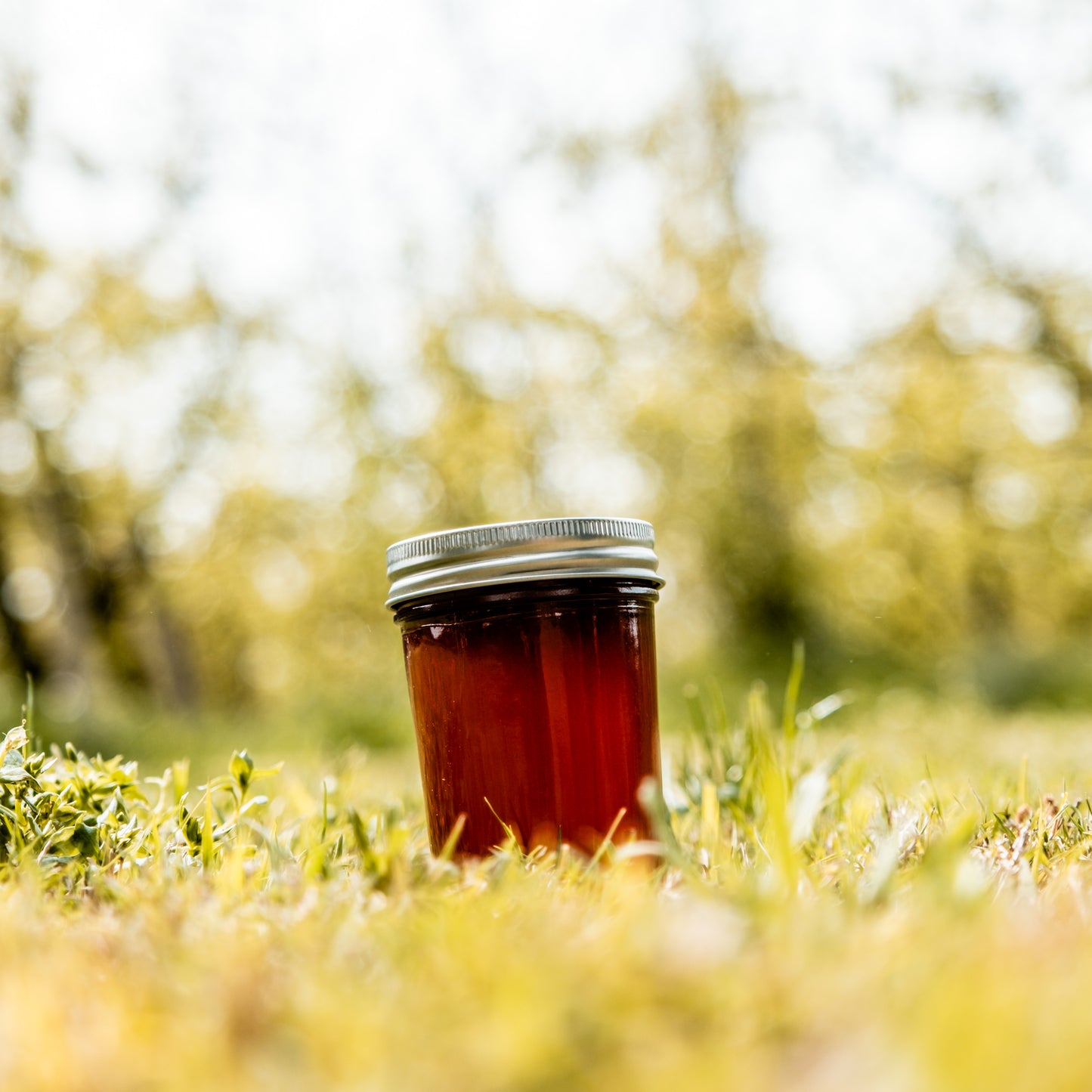 Sierra Wildflower Honey - 11 Oz Glass Jar