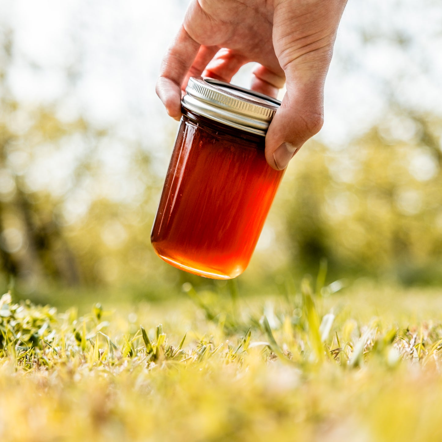 Sierra Wildflower Honey - 11 Oz Glass Jar